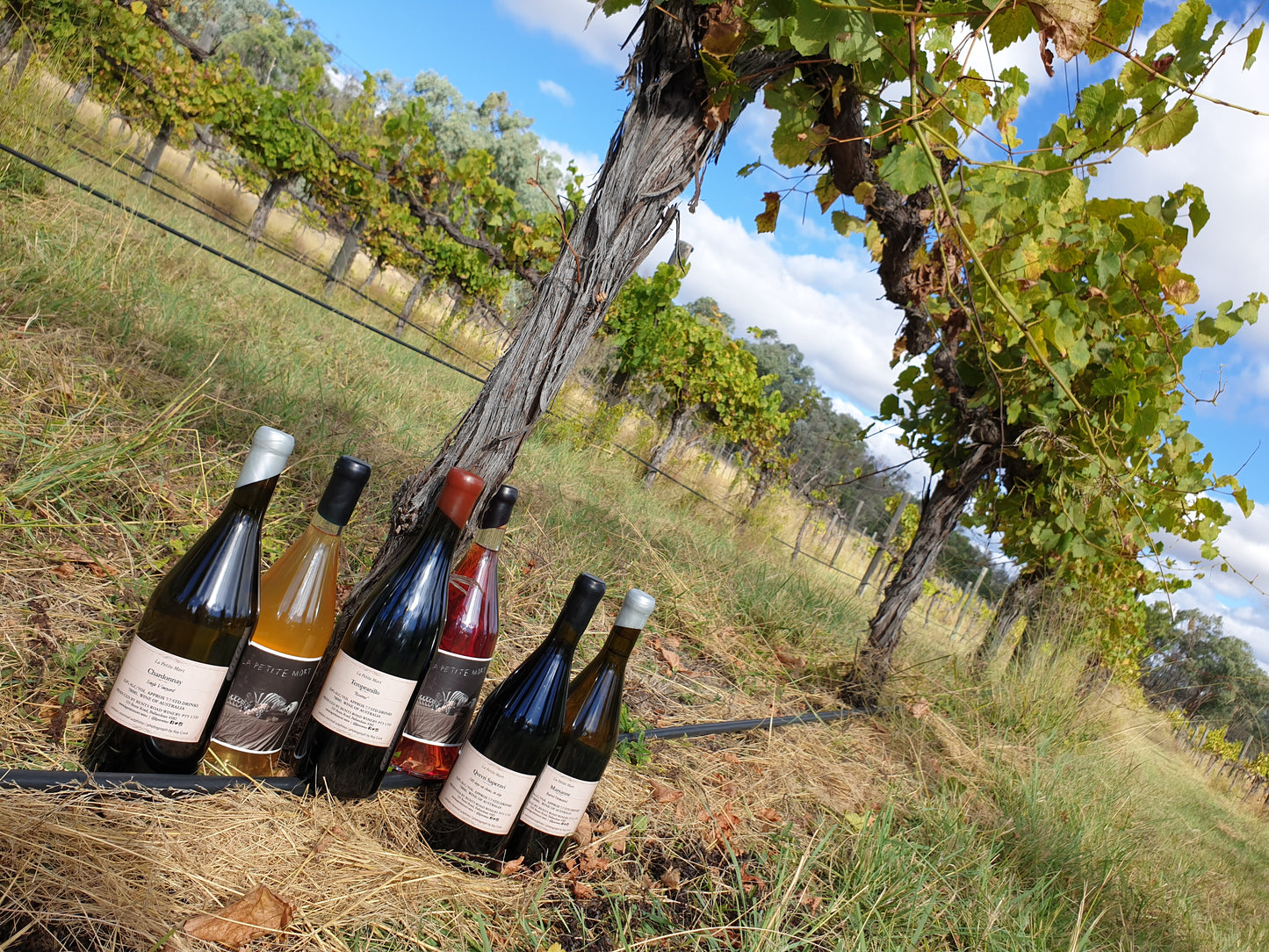 6-Pack: LPM Latest Releases
